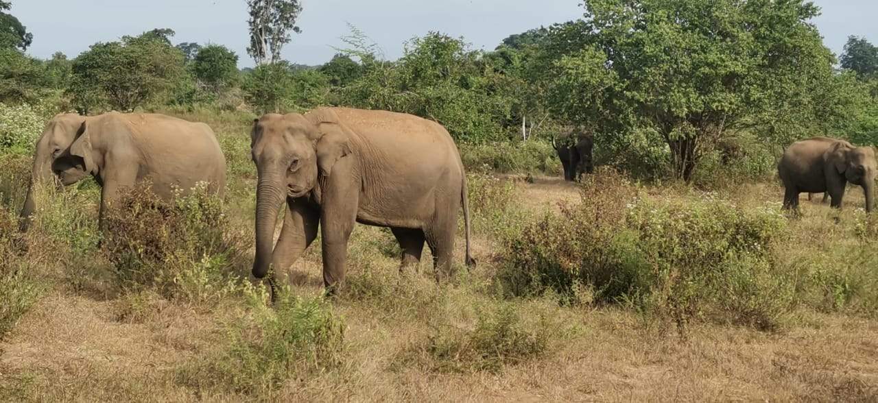 Ayurveda Kuren mit Panchakarma in Deutschland und Sri Lanka